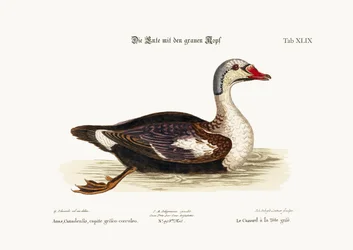 A szürkefejű kacsa, 1749-73