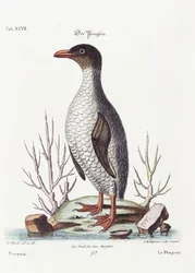 A pingvin, 1770