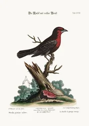 A vörös mellű feketemadár, 1749-73