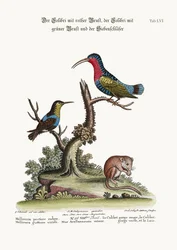 A vörösmellű kolibri, a zöldtorkú kolibri és a dormouse, 1749-73
