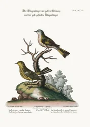 A sárgafarkú légykapó és a pettyes sárga légykapó, 1749-73