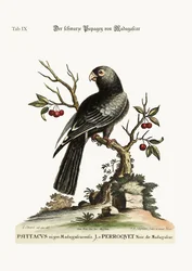 A madagaszkári fekete papagáj, 1749-73
