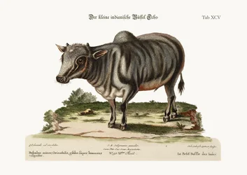 A kis indiai bivaly, 1749-73