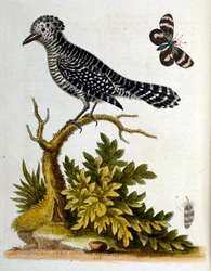 Akvarell illusztráció G Edwards ritka madarakról szóló könyvéből 1750. George Edwards (1694-1773) brit természettudós és ornitológus volt. Sokat utazott Európában, és különösen a természetrajzot, valamint a madarakat tanulmányozta. Elismertséget szerzett