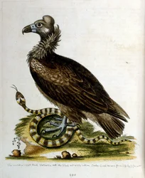 Akvarell illusztráció G Edwards ritka madarakról szóló könyvéből 1750. George Edwards (1694-1773) brit természettudós és ornitológus volt. Sokat utazott Európában, különösen a természetrajzot és a madarakat tanulmányozta. Elismertséget szerzett
