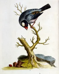 Akvarell illusztráció G Edwards ritka madarakról szóló könyvéből 1750. George Edwards (1694-1773) brit természettudós és ornitológus volt. Sokat utazott Európában, és különösen a természetrajzot, valamint a madarakat tanulmányozta. Elismertséget szerzett