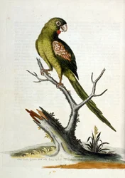 Akvarell illusztráció G Edwards ritka madarakról szóló könyvéből 1750. George Edwards (1694-1773) brit természettudós és ornitológus volt. Sokat utazott Európában, és különösen a természetrajzot, valamint a madarakat tanulmányozta. Elismertséget szerzett