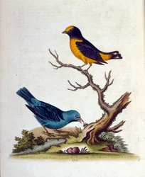 Akvarell illusztráció G Edwards ritka madarakról szóló könyvéből 1750. George Edwards (1694-1773) brit természettudós és ornitológus volt. Sokat utazott Európában, és különösen a természetrajzot, valamint a madarakat tanulmányozta. Elismertséget szerzett