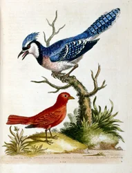 Akvarell illusztráció G Edwards ritka madarakról szóló könyvéből 1750. George Edwards (1694-1773) brit természettudós és ornitológus volt. Sokat utazott Európában, és különösen a természetrajzot, valamint a madarakat tanulmányozta. Elismertséget szerzett