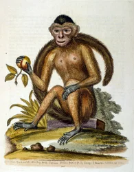 Akvarell illusztráció G Edwards ritka madarakról szóló könyvéből 1750. George Edwards (1694-1773) brit természettudós és ornitológus volt. Sokat utazott Európában, és különösen a természetrajzot, valamint a madarakat tanulmányozta. Elismertséget szerzett