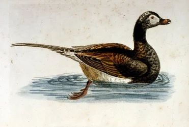 Akvarell illusztráció G Edwards ritka madarakról szóló könyvéből 1750. George Edwards (1694-1773) brit természettudós és ornitológus volt. Sokat utazott Európában, és különösen a természetrajzot, valamint a madarakat tanulmányozta. Elismertséget szerzett