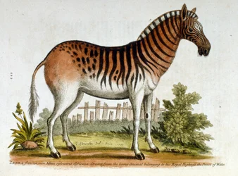 Zebra akvarell illusztrációja G Edwards 1750-ben megjelent ritka madarakat bemutató könyvéből. George Edwards (1694-1773) brit természettudós és ornitológus volt. Sokat utazott Európában, és különösen a természetrajzot, valamint a madarakat tanulmányozta. 