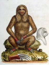 G Edwards 1758. évi akvarellje egy három lábujjú lajhárról. George Edwards (1694-1773) brit természettudós és ornitológus volt. Sokat utazott Európában, különösen a természetrajzot és a madarakat tanulmányozta. Némi elismerést szerzett