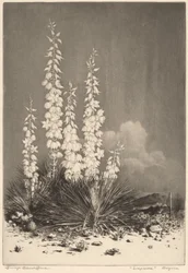 Soapweed, Arizona (2. sz.)