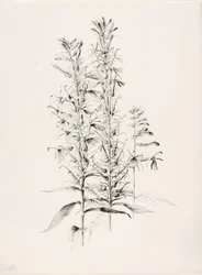 Cím nélkül (Kardinális virág, Lobelia Cardinalis)