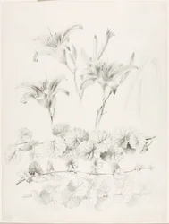 Cím nélkül (Liliom és földi borostyán) (Glecoma Hederacea)