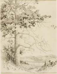 Cím nélkül (transzferrajz Old Pine, Estes Park)