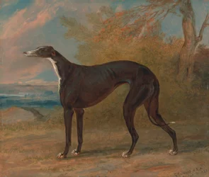 George Lane Fox egyik győztes agárja: a fekete-fehér agár szuka, Juno, más néven Elizabeth