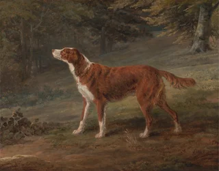 Ranger, szetter, Elizabeth Gray tulajdona