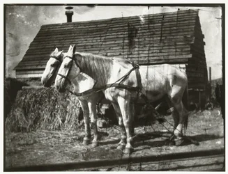 Lovak a Cruquiuswegben
