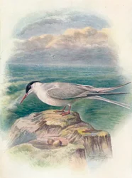 Sarkvidéki csér – Sterna macrura, c1910, 1910