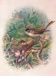 Fekete sapkás - Sylvia atricapilla, 1910, 1910