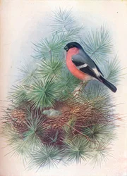 Süvöltő – Pyrrhua europaea, c1910, 1910