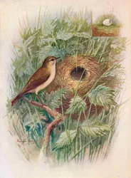 Chiff-Chaff – Phylloscopus rufus, c1910, 1910