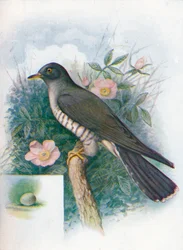 Kakukk – Cuculus canorus, c1910, 1910