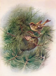 Goldcrest – Regulus cristatus, c1910, 1910