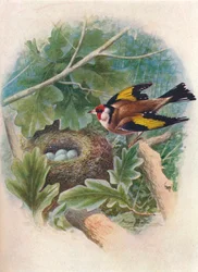 Aranypinty – Carduelis elegans, c1910, 1910