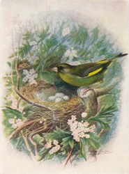 Zöldpinty - Ligurinus chloris, c1910, 1910