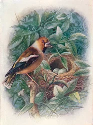 Hawfinch – Coccothraustes vulgaris, c1910, 1910