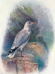 Heringsirály – Larus argentatus, 1910, 1910