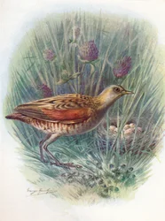 Landrail vagy haris – Crex pratensis, c1910, 1910