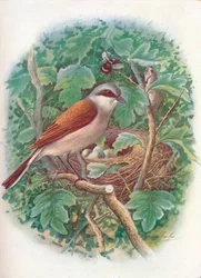 Vöröshátú sikló – Lanius collurio, c1910, 1910