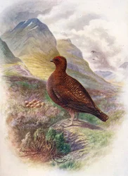 Skót hófajd - Lagopus scoticus, kb. 1910, 1910