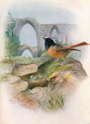 Kerti rozsdafarkú - Ruticilla phoenicurus, kb. 1910, 1910