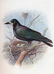 Rook - Corvus frugilegus, c1910, 1910