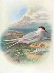 Kenti csér - Sterna cantiaca, kb. 1910, 1910