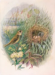 Sás - Acrocephalus phragmitis, c1910, 1910