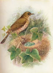 Song-thrush or Mavis – Turdus musicus, c1910, 1910