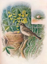 Pettyes légyfogó - Muscicapa grisola, c1910, 1910