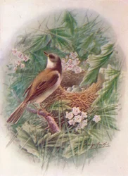 Whitethroat – Sylvia cinerea, c1910, 1910
