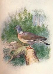Erdei galamb vagy gyűrűs galamb - Columba palumbus, c1910, 1910