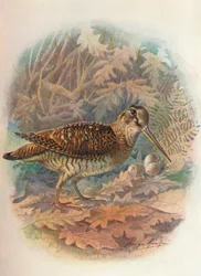 Erdei szalonka - Scolopax rusticula, kb. 1910, 1910