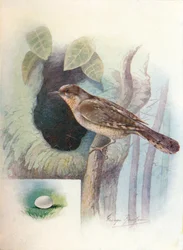 Wryneck – Iynx torquilla, c1910, 1910