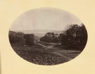Egy út Williamstownban