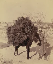 Gyökereket és gallyakat szállító szamár üzemanyagként, Palesztina, 1900 körül (fotó)