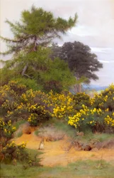 A Shere Heath szélén